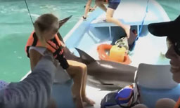De toeristen waren een groep dolfijnen aan het bewonderen.